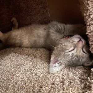 Meet your Posher, Elle